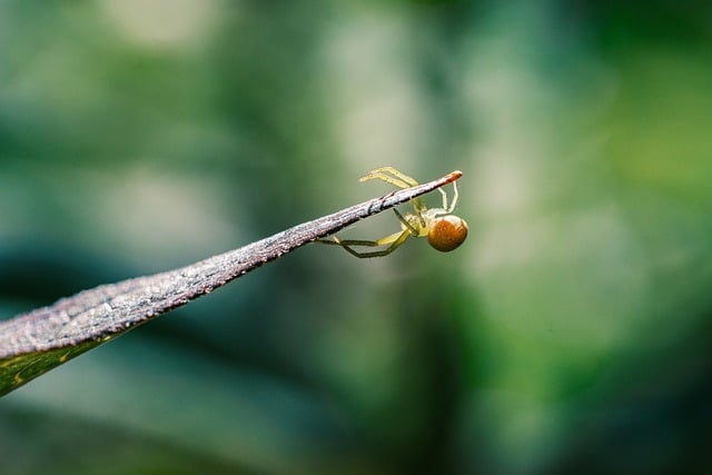 spider-640x480-91450998.jpeg
