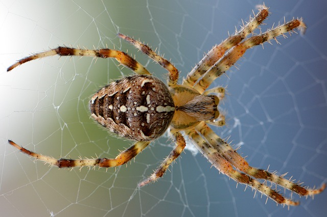 spider-spider-web-640x480-23454941.jpeg