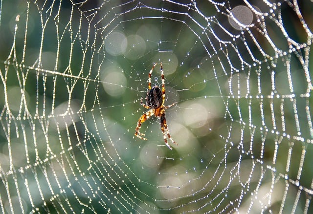 Professional Spider Web Removal: Eco-Friendly Solutions for Safe, Efficient Cleanup