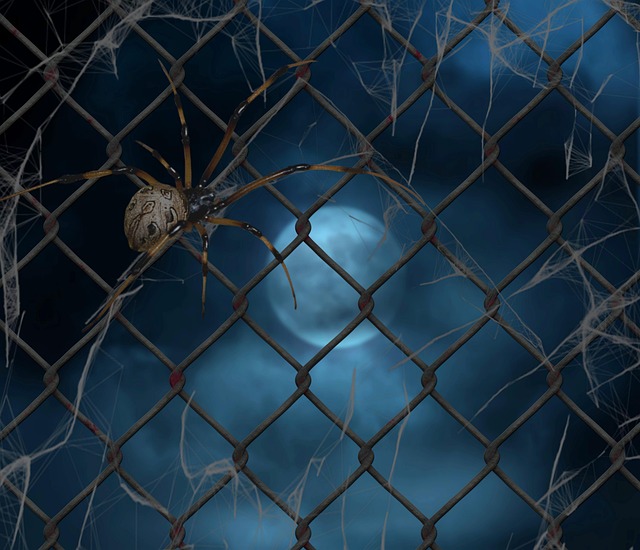 spider-spider-web-640x480-70737900.jpeg