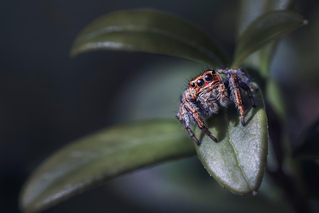 spider-spider-web-640x480-73328963.jpeg