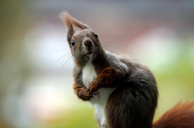 squirrels-640x480-20859146.jpeg