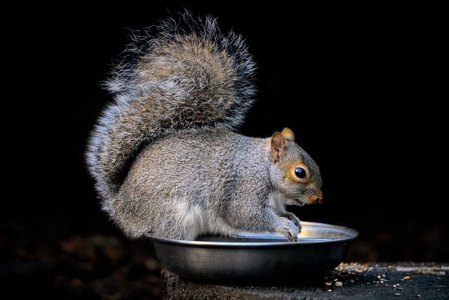 DIY & Professional Squirrel Solutions: Humane Removal & Eco-Friendly Treatments