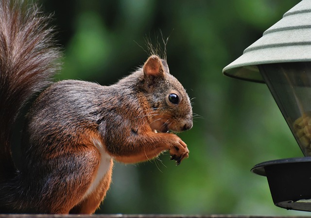 squirrels-640x480-45288747.jpeg