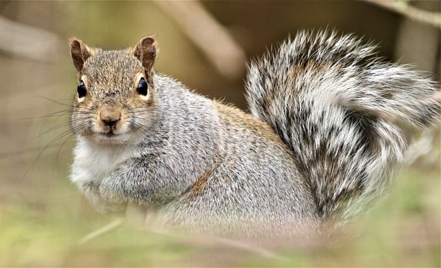 squirrels-640x480-52002266.jpeg