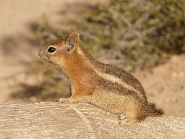 squirrels-640x480-72407152.jpeg