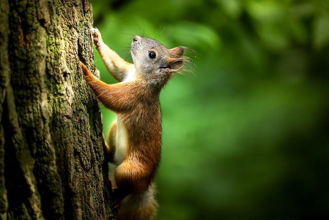 squirrels-640x480-72412486.jpeg