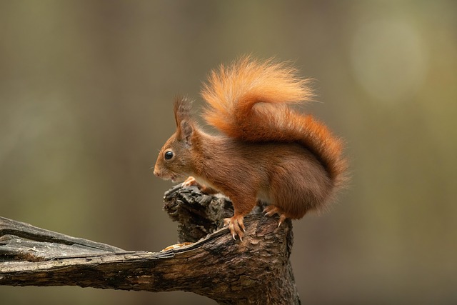 Seasonal Squirrel Activity & Preparation Tips for Effective Control
