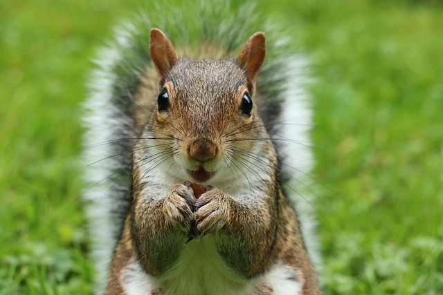 squirrels-640x480-90693096.jpeg