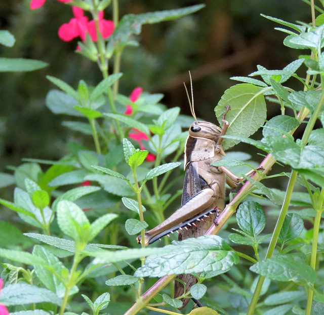 Year-Round Stinging Pest Control: Comprehensive Strategies & Professional Services