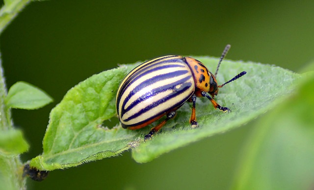 stinging-pest-pest-640x480-25827121.jpeg