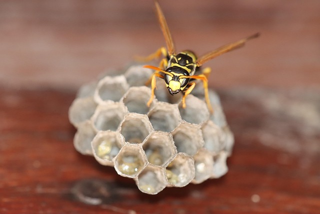 stinging-pest-pest-640x480-98874343.jpeg