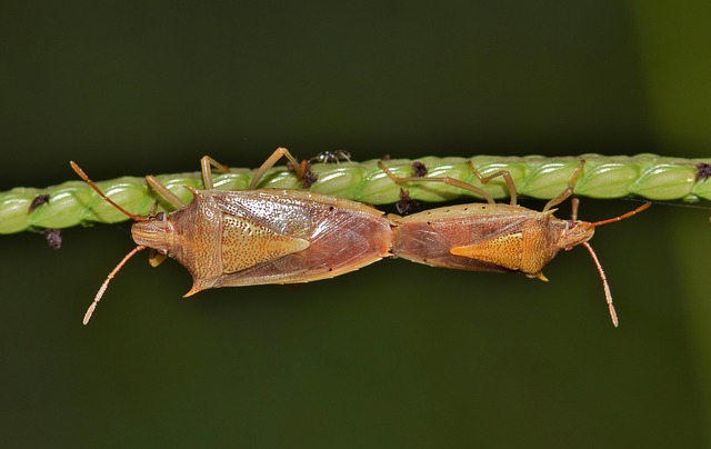 Tailored Stink Bug Control: Indoor & Outdoor Solutions for Fast Extermination