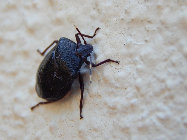 Revolutionizing Stink Bug Control: Advanced Solutions for Effective Removal