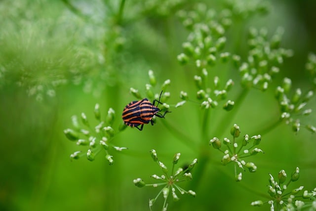 Eradicating Stink Bugs: Expert Tips for Effective Infestation Control