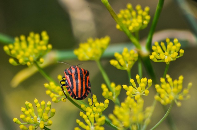 stink-bug-bug-640x480-56437933.jpeg