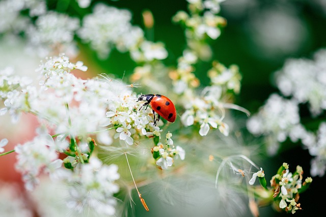 Eco-Friendly Stink Bug Control: Professional Services for Effective Infestation Treatment