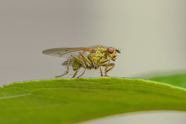 Eco-Friendly & Safe Stink Bug Control: Expert Solutions for Homes & Businesses