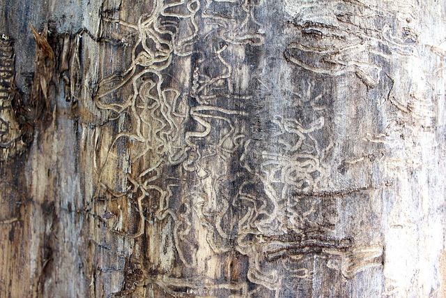 termite-640x480-28152379.jpeg