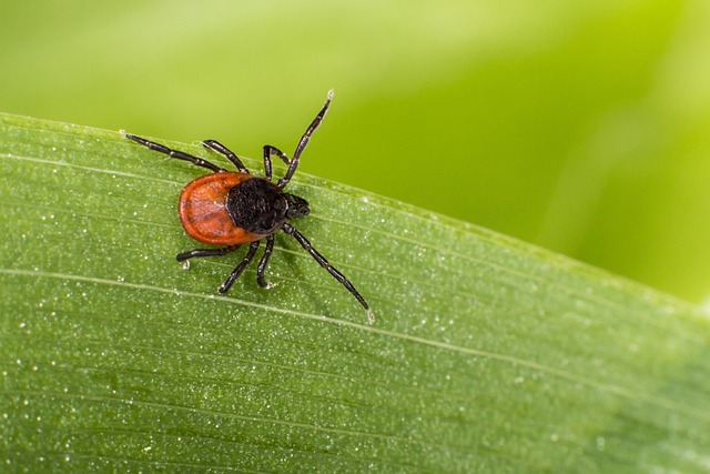 Eradicate Ticks: Professional, Eco-Friendly, & Customized Control Plans for All Spaces