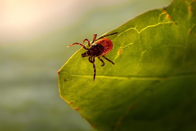 Discreet Tick Control: Expert Solutions for Minimal Disruption & Safe Prevention