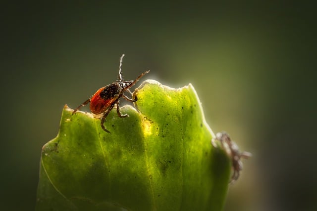 Expert Tick Inspections: Uncovering Breeding Hides for Comprehensive Control