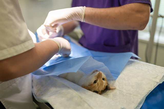treatment, medicine, hospital, patience, surgery, surgeon, therapy