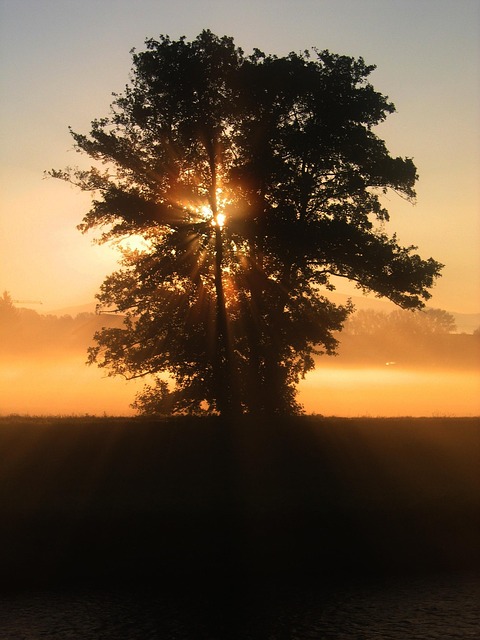 tree, shrub
