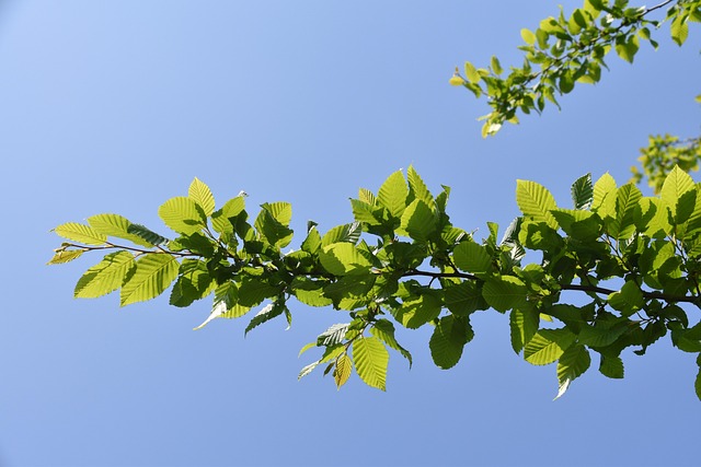 Mastering Pruning Techniques: Unlocking Sunlight, Airflow, and Plant Health