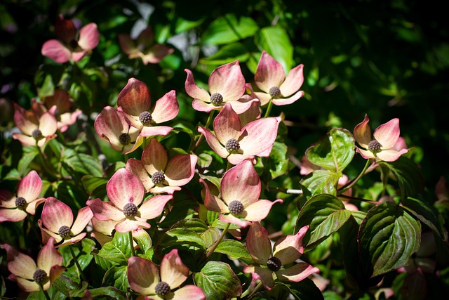 Seasonal Tree Trimming & Shrub Care: Expert Tips for Plant Growth & Beauty
