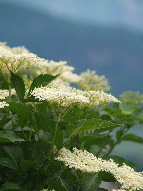 tree, shrub
