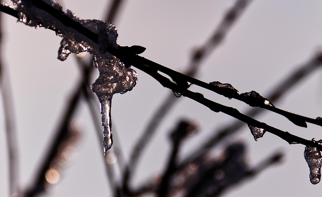 tree-shrub-640x480-49324220.jpeg