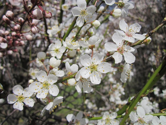 Seasonal Tree Trimming & Shrub Care: Expert Solutions for Optimal Plant Health