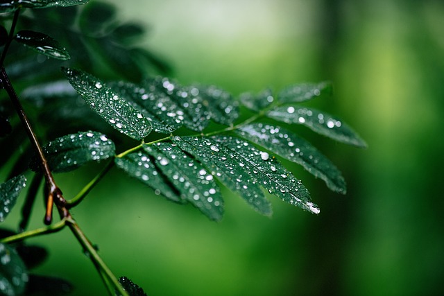 tree-shrub-640x480-63120164.jpeg