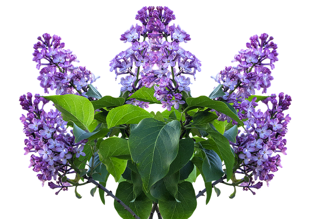 tree, shrub