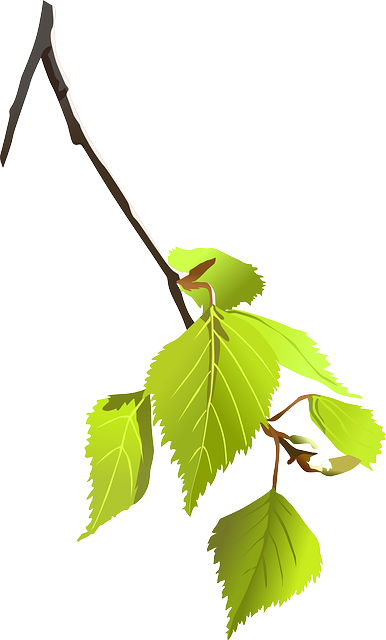 tree, shrub
