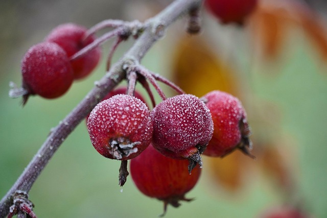 tree, shrub