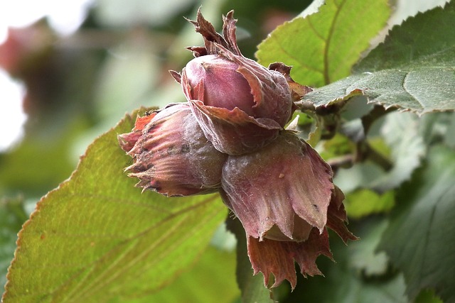 tree, shrub