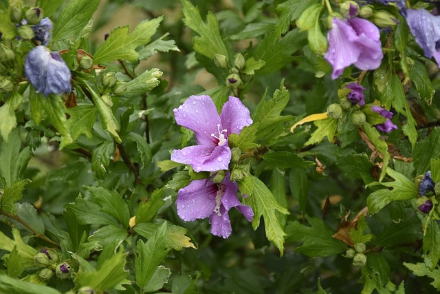 tree, shrub