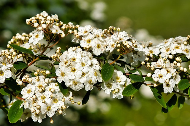 Expert Tree Pruning & Shaping: Seasonal Care for Plant Health & Beauty