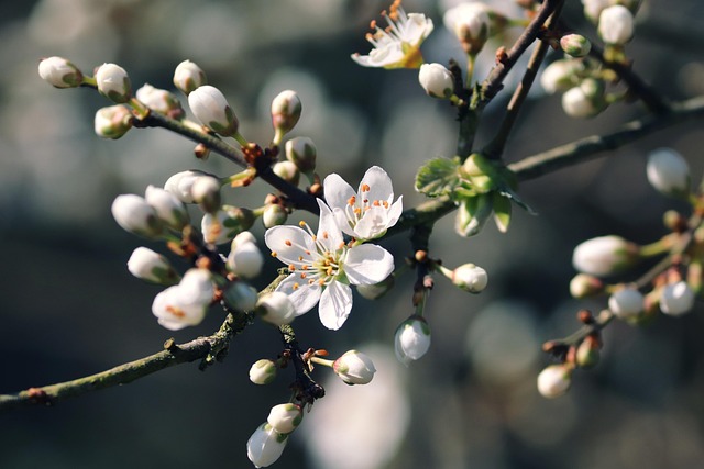 tree, shrub