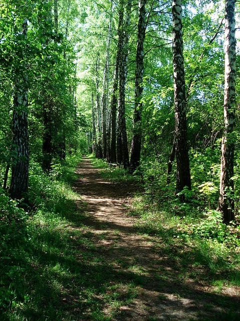 walkway, pathway
