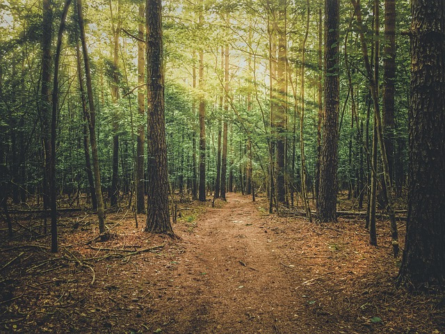 walkway, pathway