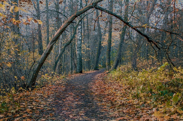 walkway, pathway
