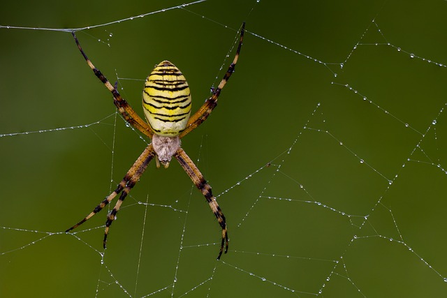 wasp-640x480-1302083.jpeg