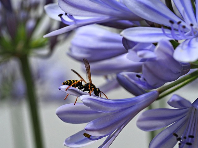 wasp-640x480-31263119.jpeg