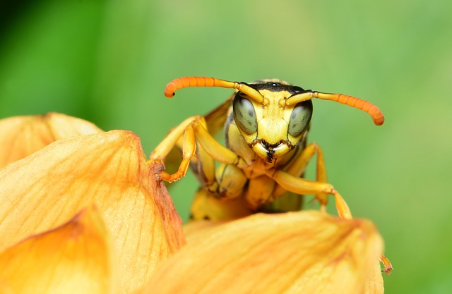 wasp-640x480-61327553.jpeg