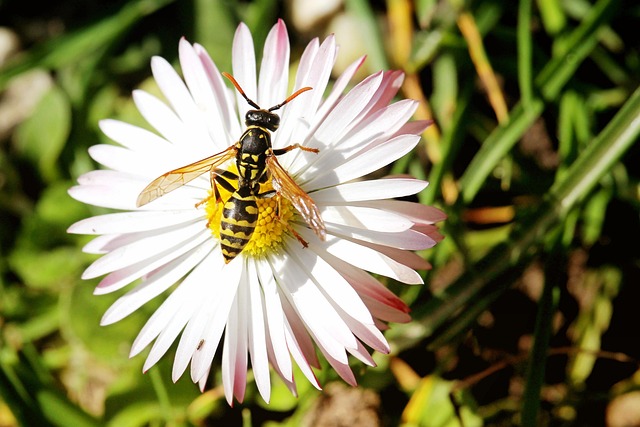 Eradicate Wasps: Professional, Eco-Friendly, and Customized Control Solutions Near You