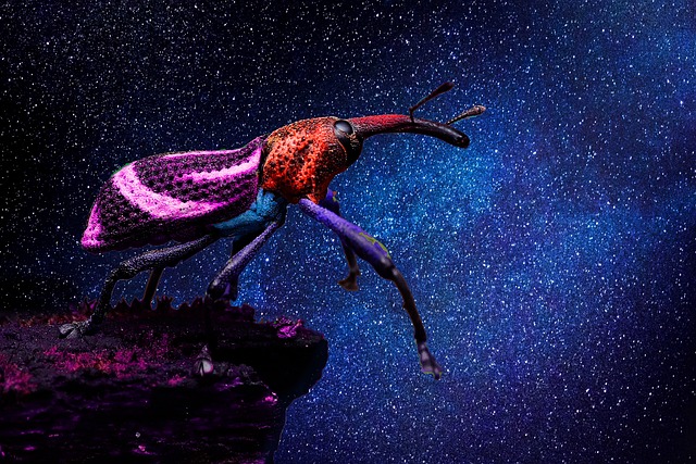 Eco-Friendly Grain Weevil Control: Safe Solutions for Homes and Businesses