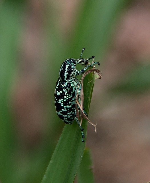 Eradicate Grain Weevils: Professional, Eco-Friendly Treatments for Infestations